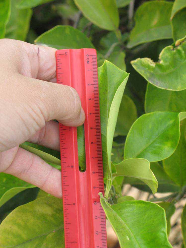              Unifoliolate leaf (Riverside, CA)       
